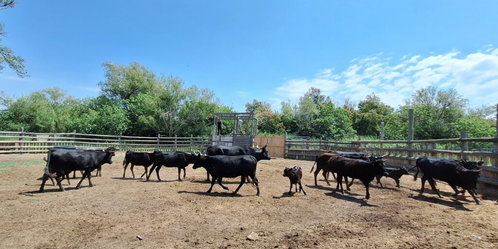 Manade Tournebelle_1