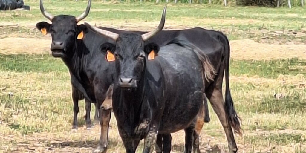 Manade Tournebelle_2