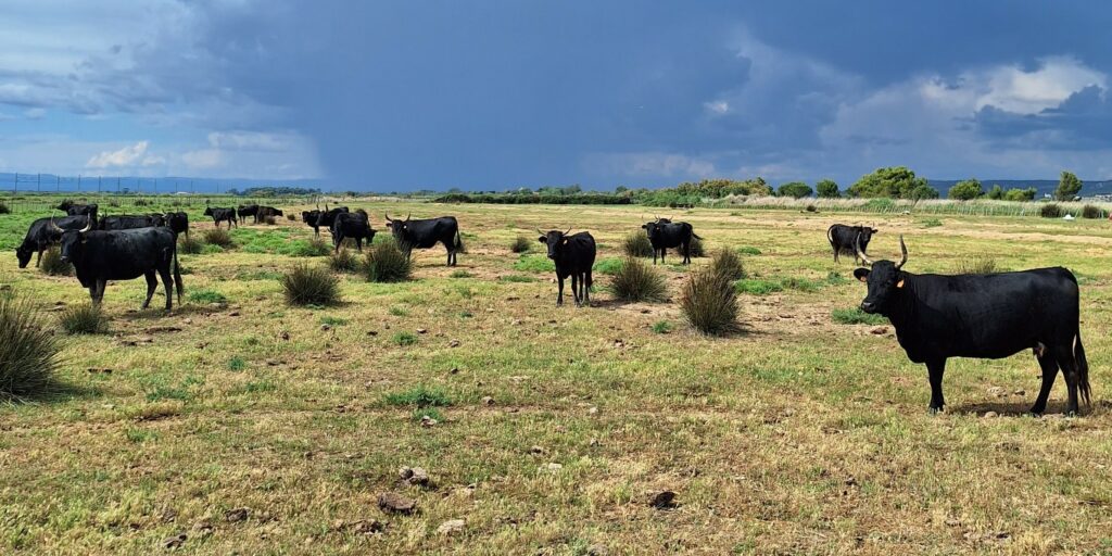 Manade Tournebelle_3